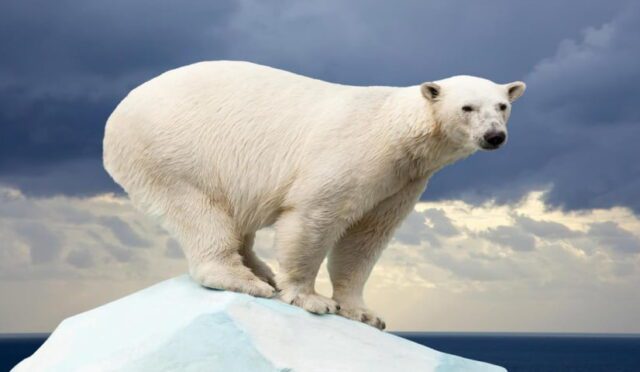 kutup-ayilari-neden-onemli