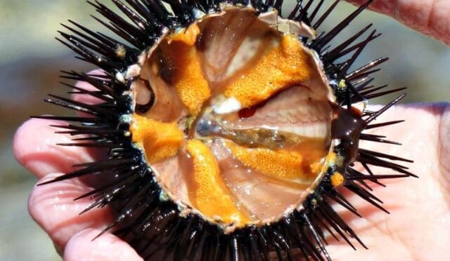 Deniz Kestanesi Nedir