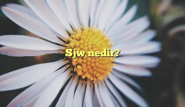 SJW Nedir?